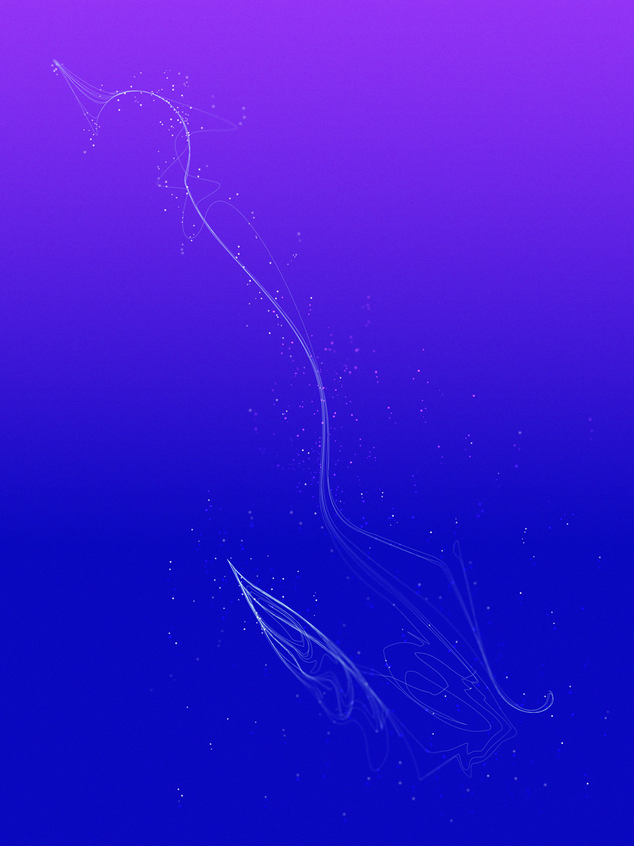 Nemichthyidae-900x1200 Nemichthyidae